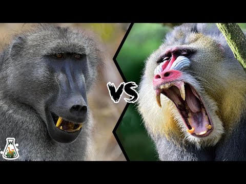 Vidéo: Quel nom d'animal mandrill ?