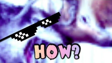 WAO - 🔥🌈How to have the name in color with the fennec 🌈🔥 / Wild Animals Online