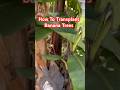 How to transplant banana trees #shorts