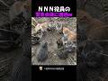 NNN猫ネットワークの会議に出会ったら？？？ #海外 #動物 #funnyanimals