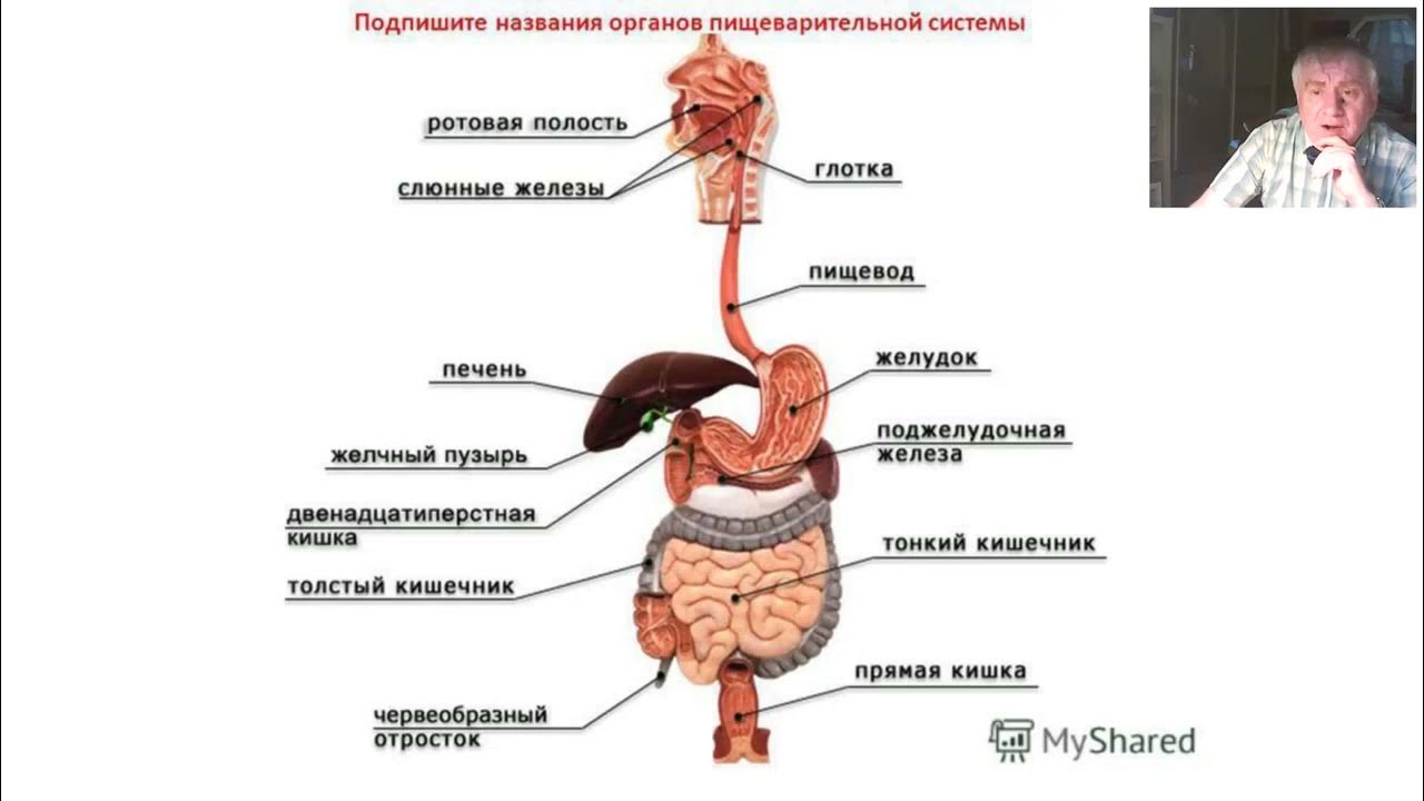 Пищевод желудок железы желудка