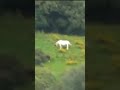 Real Unicorn caught on camera? 😯🦄 #shorts #unicorn #strangespotting