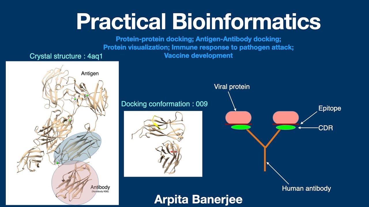 Antigenantibody docking; Immune response to pathogen; Homology