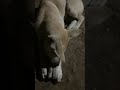 🙄😅Brush can be her thing to play #dog #animals #viral