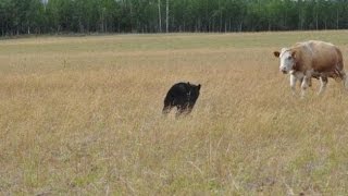 Прикольные картинки Коровы забили медведя Прикольные картинки Коровы забили медведя