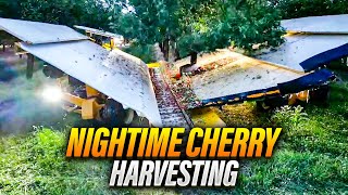 See the Secret World of Nighttime Cherry Picking!