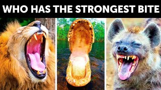 10 top wanyama hawa wakikung'ata huchomoki Most powerful animal bites