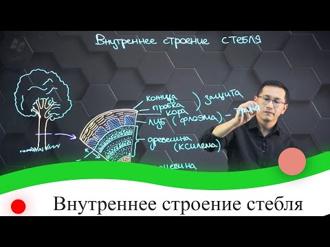 Внутреннее строение стебля. 7 класс.