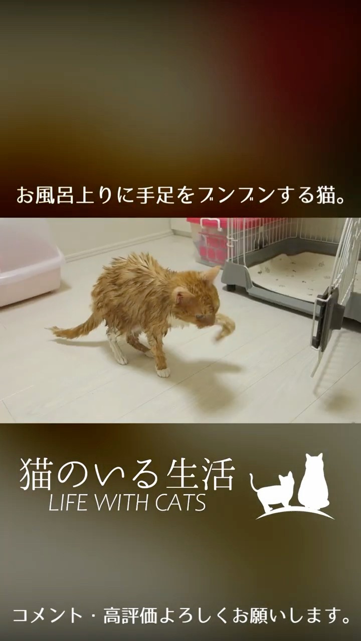 【猫が居る生活】 Life with Cats - YouTube