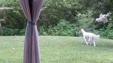 Gun dog - modified predatory sequence video