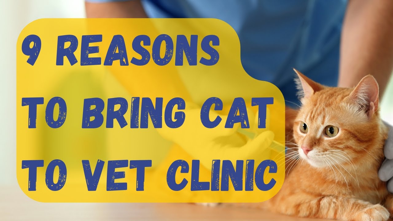 Do You Need To Bring Your Cat To The Veterinary? - YouTube