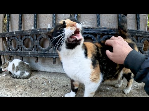 Cat with a very ticklish back - Her reaction is hilarious!