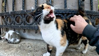 Cat with a very ticklish back  Her reaction is hilarious!