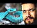 اخطر افاعي في العالم مع افاعي حقيقية!