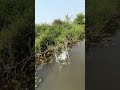 JBL Flip 2 vs Water 💦 | Ultimate Water Test
