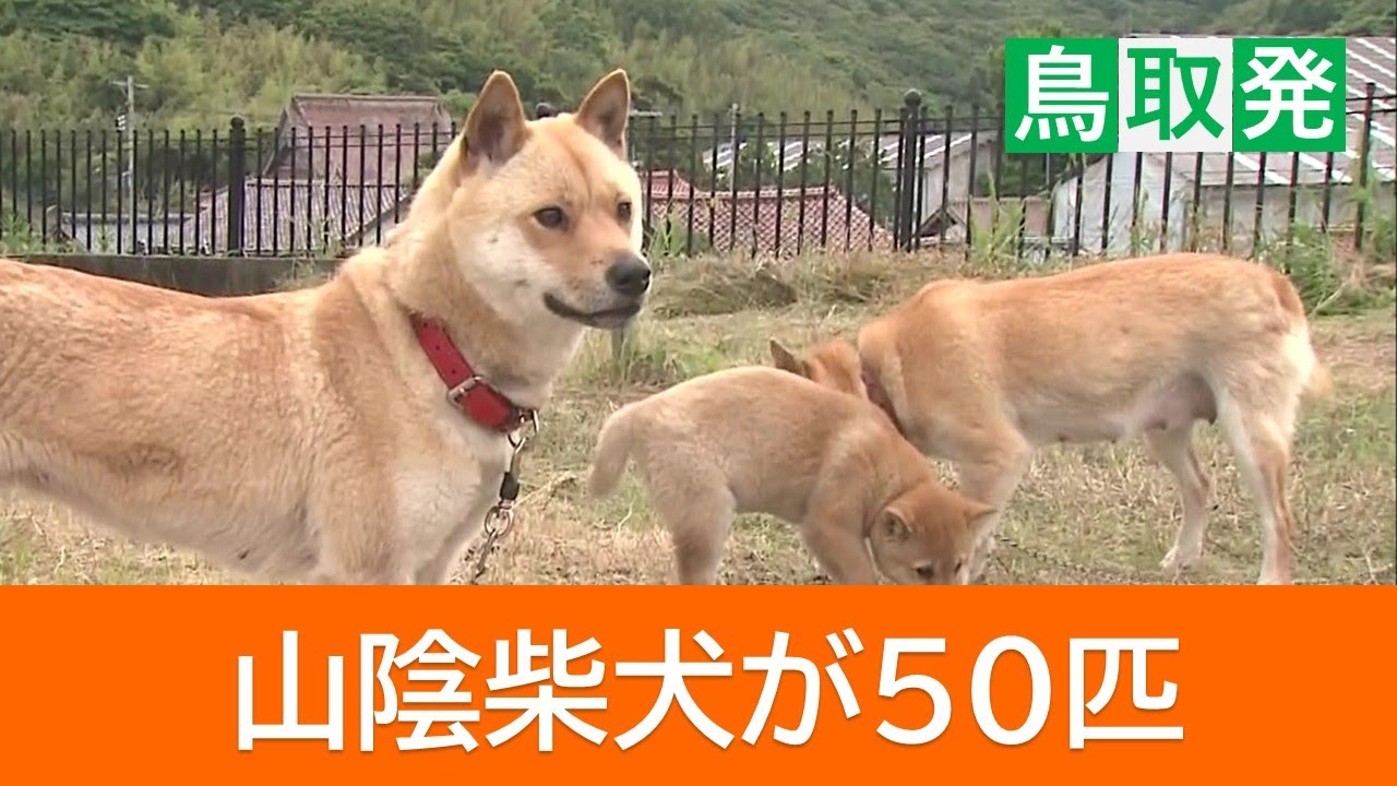 SNSで話題　かわいすぎる“奇跡の一枚”きょうだい犬が“奇跡の再会”　「山陰柴犬」約50匹が鳥取に集合