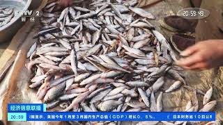 [经济信息联播]黑龙江：开江鱼正鲜 卖得好价钱| 财经风云