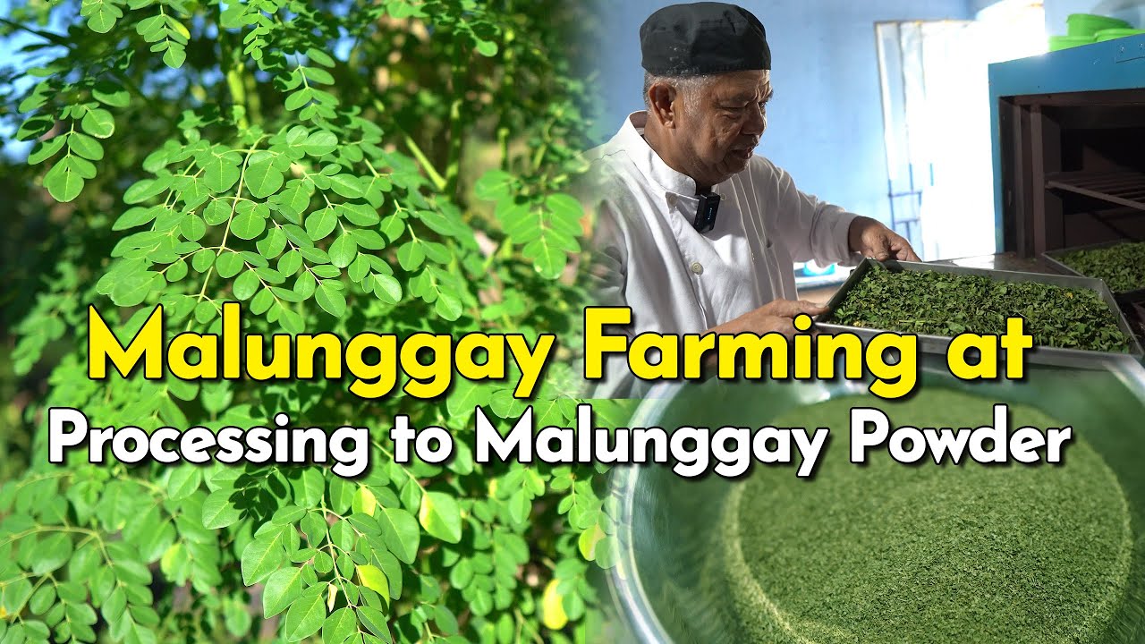 Malunggay Farming at Processing to Malunggay Powder
