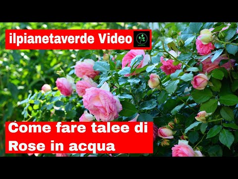 Video: Coltivare talee di rose in acqua – Suggerimenti per la propagazione delle rose in acqua