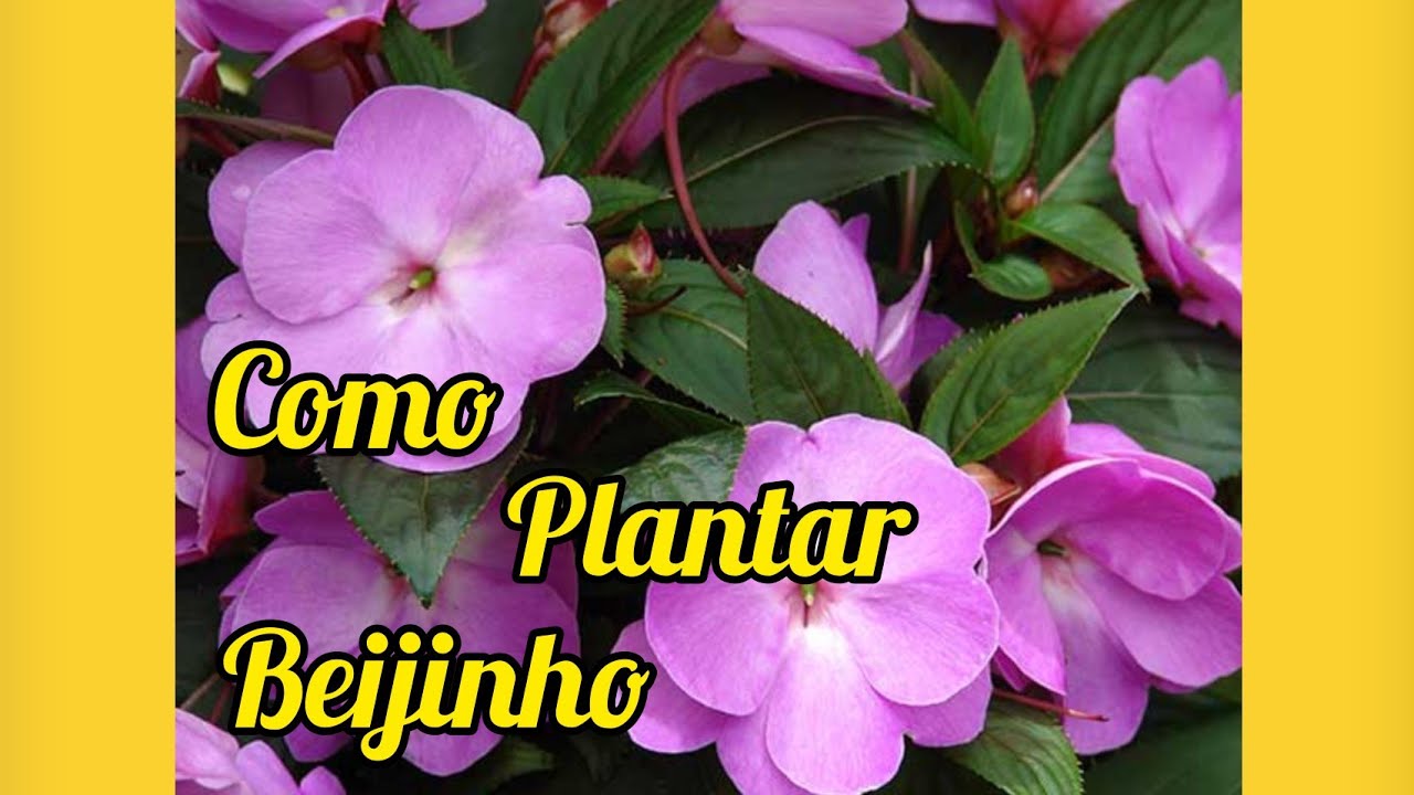 Como PLANTAR BEIJINHO ou MARIA SEM-VERGONHA
