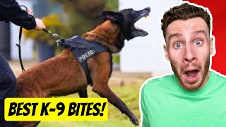 The WILDEST Police K9 Dog Bite Videos | dog trainer reacts