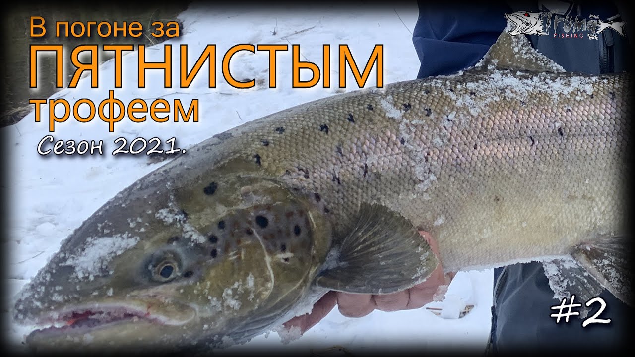 В погоне за пятнистым трофеем. Река Салаца 2021. #2