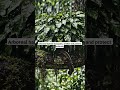 Arboreal habitats provide a three-dimensional living environment.#ArborealHabitat#Ecology