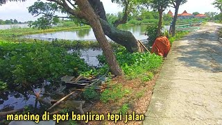 menyala abangku‼️dimana ada ikan tawes di situ ada ikan mas