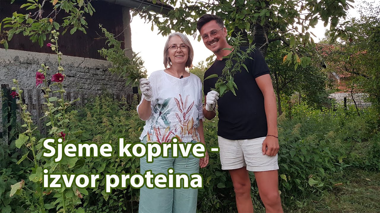 Sjeme koprive, idealan izvor proteina