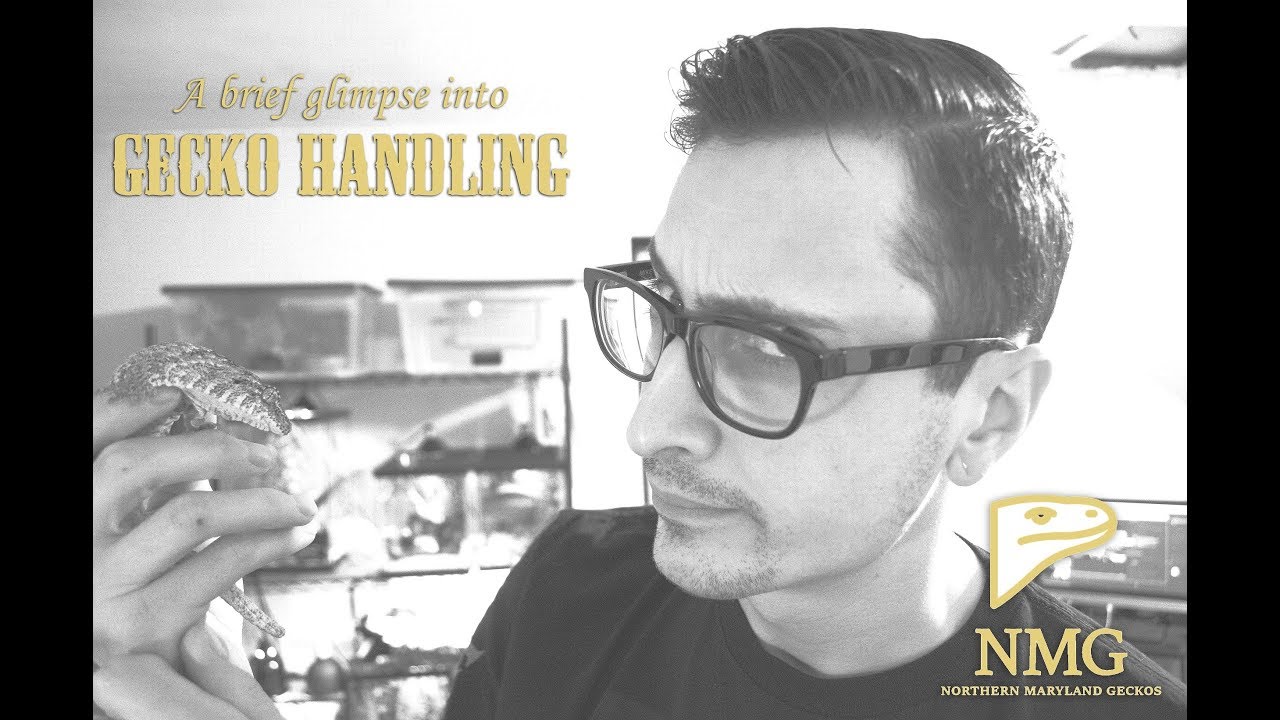 geckos food Gecko Handling