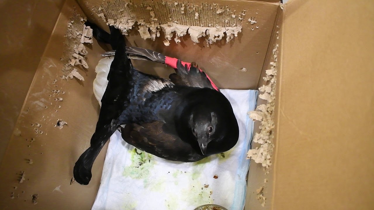 Тетерев - могуч и дерзновенен! - YouTube