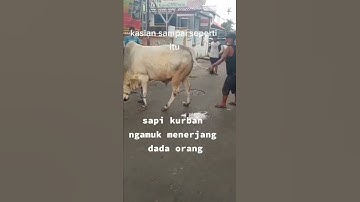 sapi qurban tendang dada orang di jalan!!!#qurban #shorts