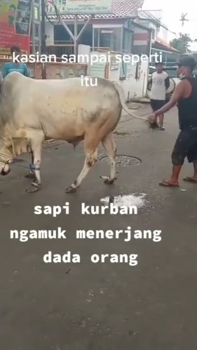 sapi qurban tendang dada orang di jalan!!!#qurban #shorts