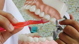 Cara Menyikat Gigi Yang Baik Dan Benar