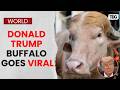 Bangladesh’s Rare ‘Donald Trump’ Buffalo Goes Viral Ahead of Eid