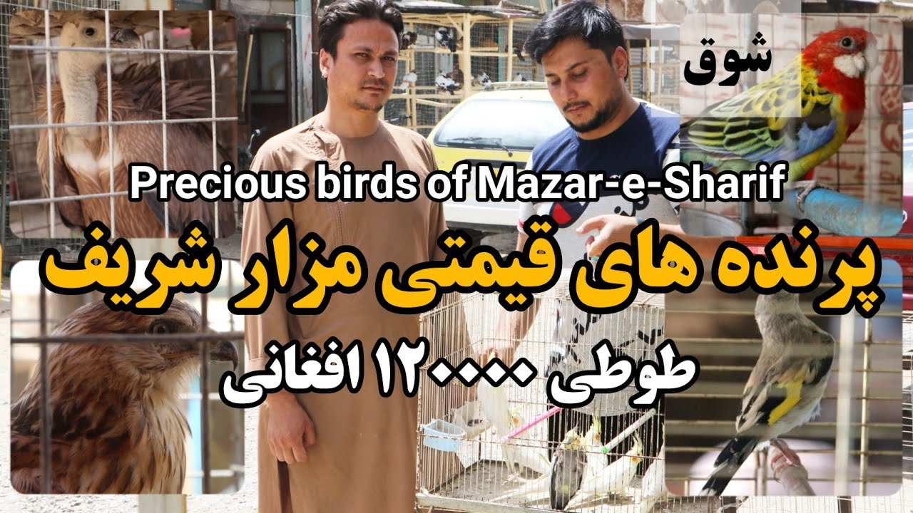 شوق | بازار پرنده فروش های مزار شریف یک طوطی ۱۲۰۰۰۰ افغانی - Precious birds of Mazar-e-Sharif