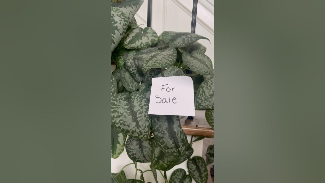 IYKYK 💚 Julion Alvarez tour 2025 latina plantas plants 