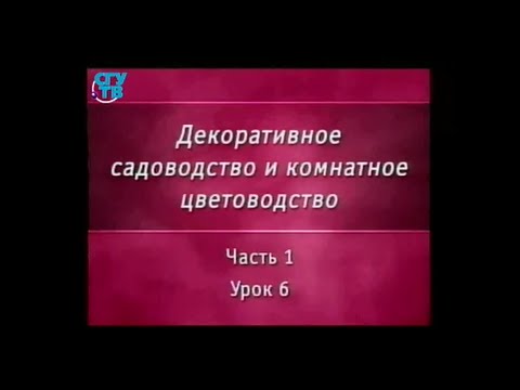 Цветы. Урок 1.6. Семейство ароидные. Часть 1