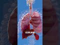 How Much Are Your Organs Worth? 🫀 #shorts Mp3 Song