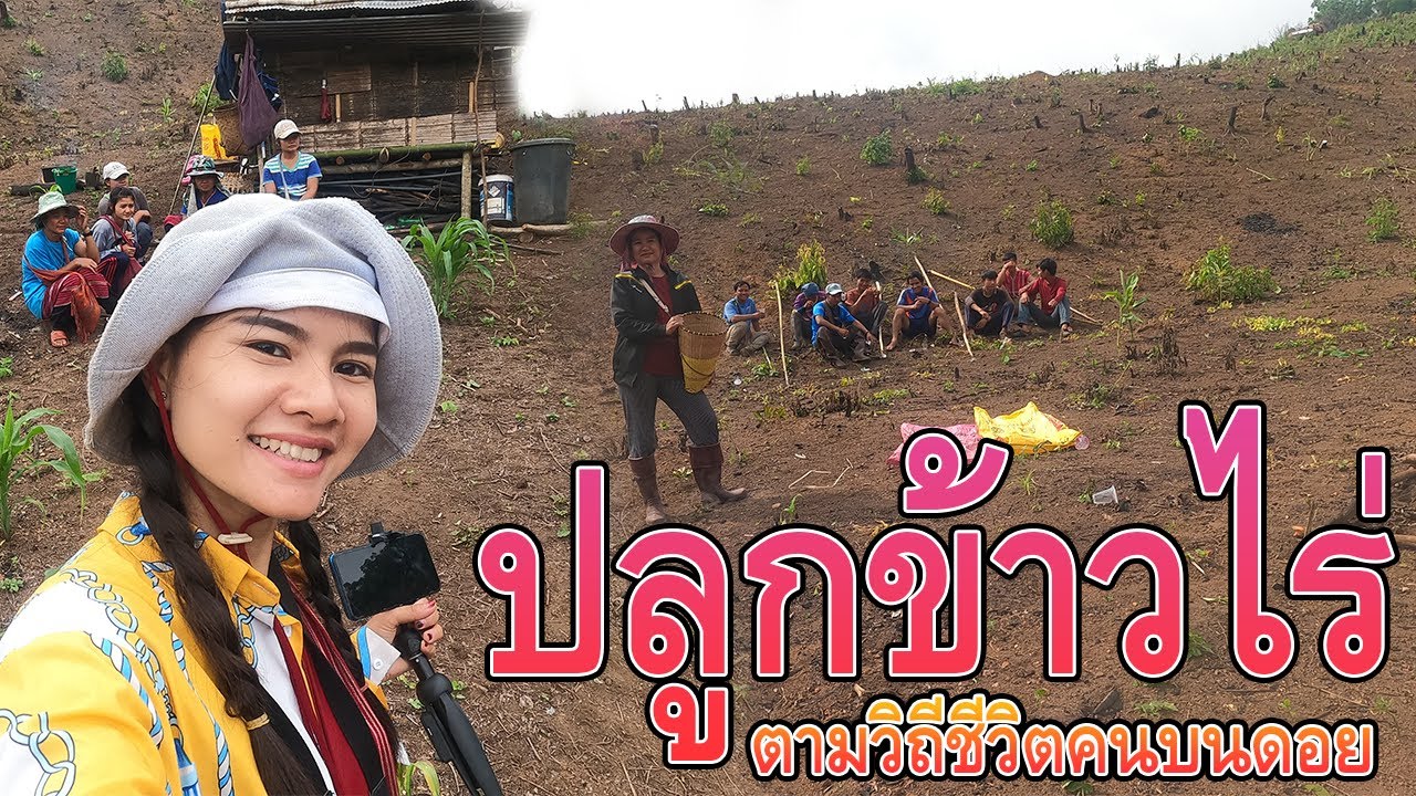 ปลูกข้าวไร่  ตามวิถีชีวิตคนบนดอย แพทสาวดอยแม่ฮ่องสอน EP:52