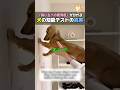 「飼い主への愛情度」が分かる犬の知能テストの真実 #ほっこりショート #動物 #犬 #知能テスト #雑学