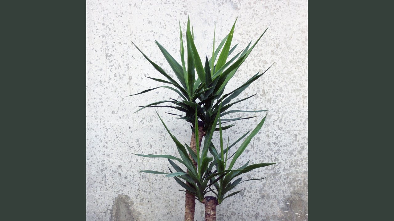 Watch Yucca on YouTube Watch Yucca on YouTube