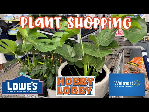 Video: Staghorn Fern Propagation - Loj hlob Staghorn Fern Nroj Tsuag