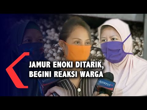Jamur Enoki Berair Apakah Bahaya