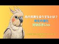 鳥の天寿を全うするとは？ ～老化の進化～【第6回横浜小鳥の病院オンラインセミナープレスタディ】