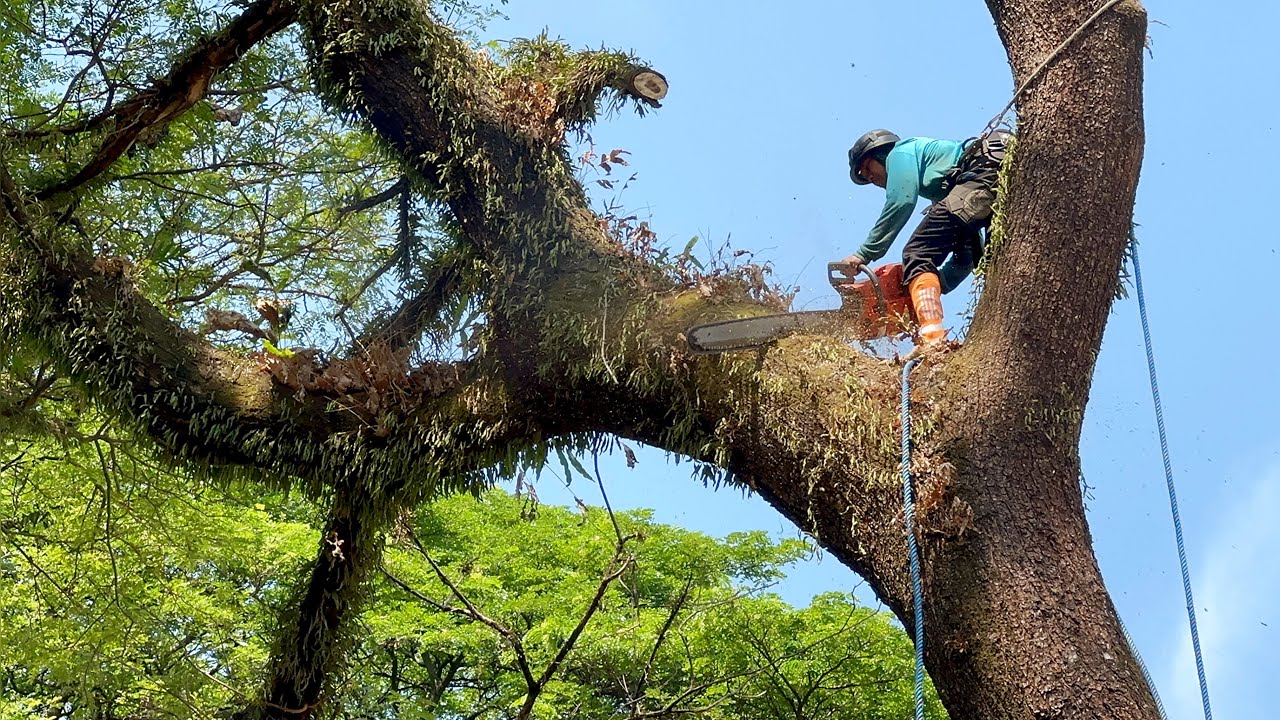 Don't know Tired‼️ Cut down 4 trees in the rice field.