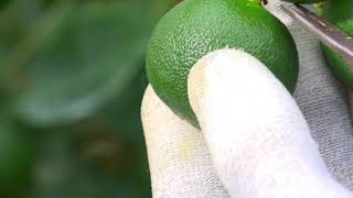 JA全農とくしま「徳島のすだち（徳島県すだち・ゆこう消費推進協議会）」