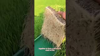 The Complete Process of Rice Seedling Cultivation and Planting