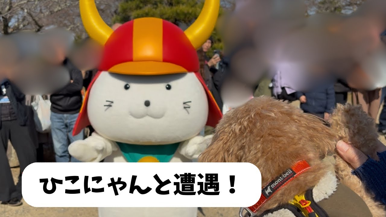 滋賀県におでかけしたら、ひこにゃんに会いました！