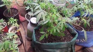 413 Grow Boss Week 4 of flower LED vs  HPS  #tnbnaturals #fish sh!t